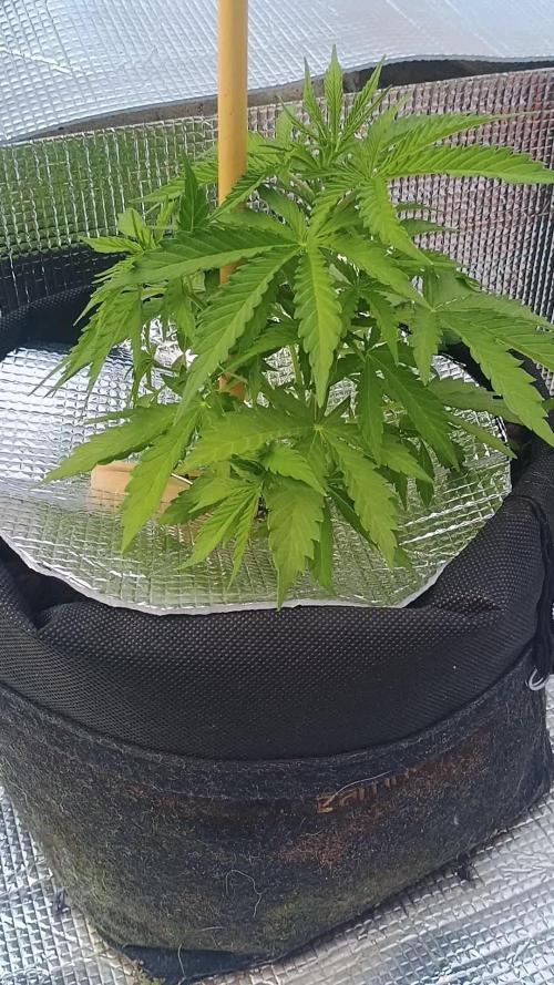 NL twins Outdoor