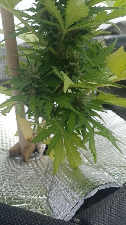 NL twins Outdoor