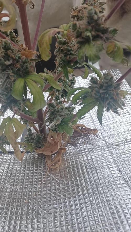 Northern Lights Auto 💕