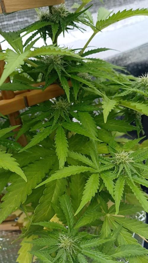 NL twins Outdoor