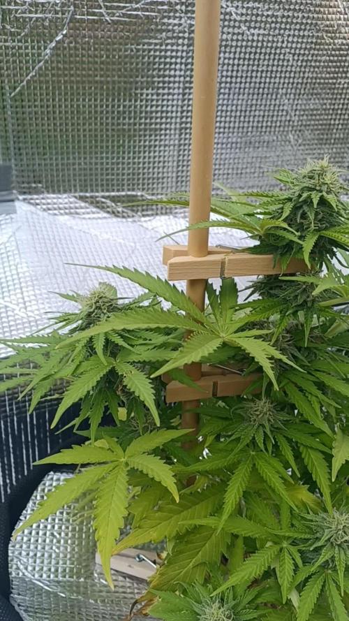 NL twins Outdoor