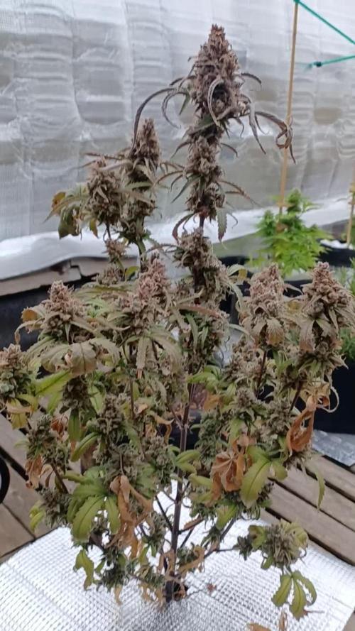 Big Cheese Auto IV
