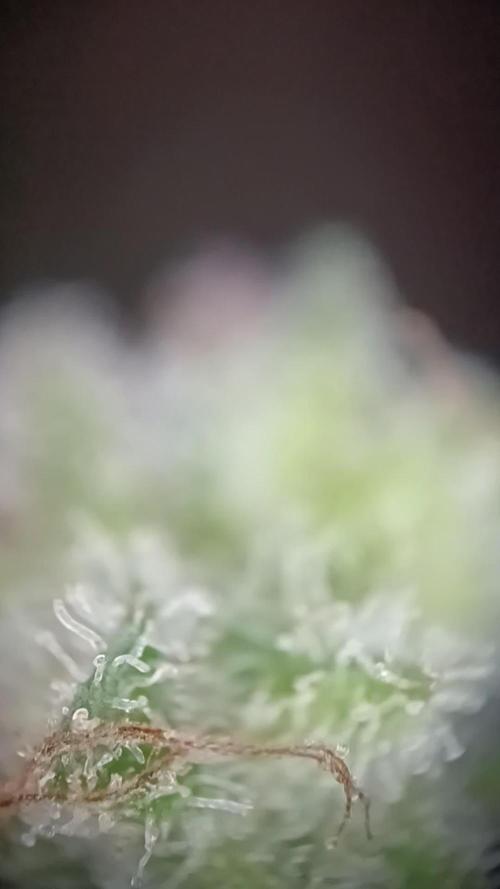 Big Cheese Auto IV