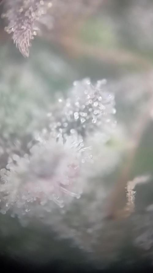 Big Cheese Auto IV
