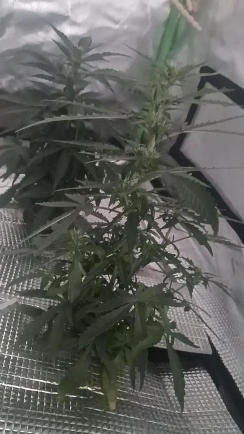 CBD 20:1 Auto