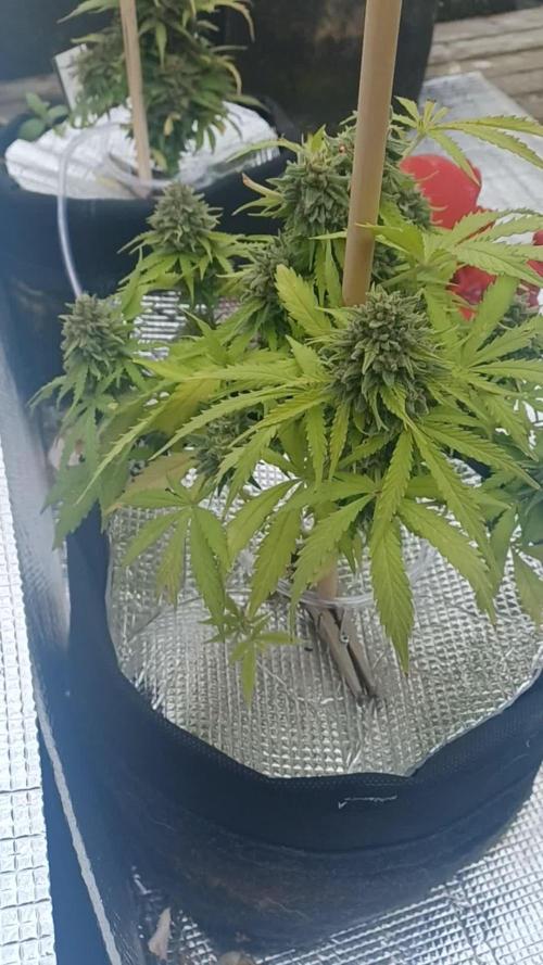 NL twins Outdoor