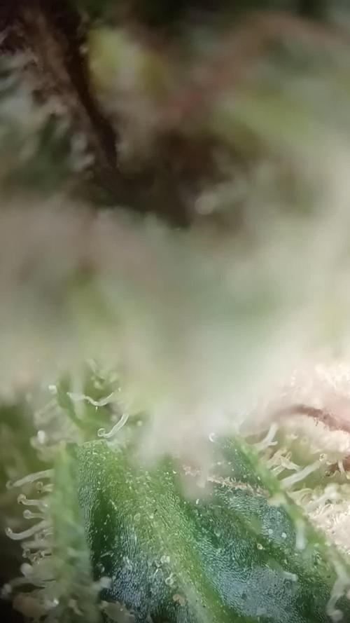 NL twins Outdoor