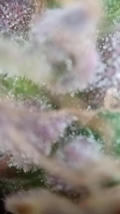 CBD 20:1 Auto
