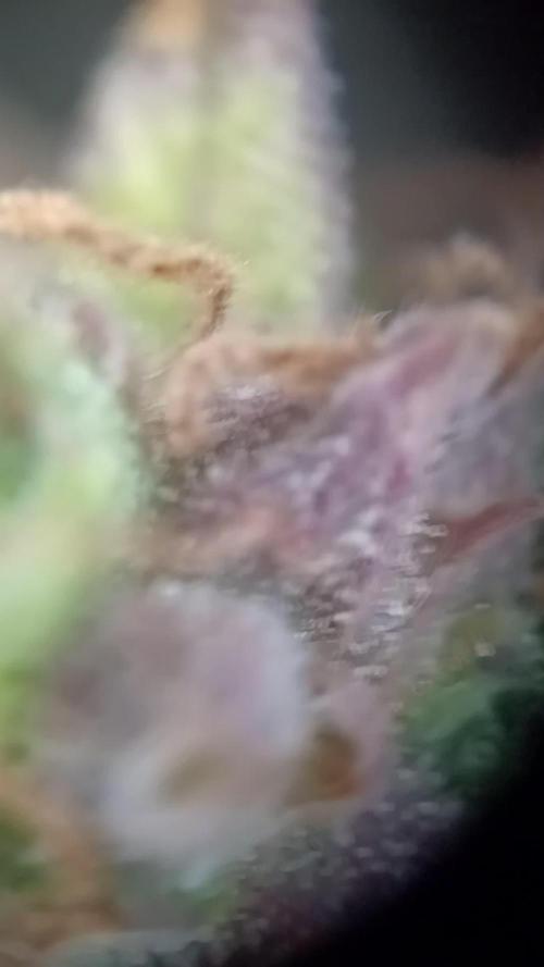 CBD 20:1 Auto