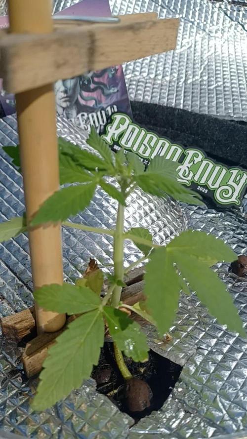 Poison Envy