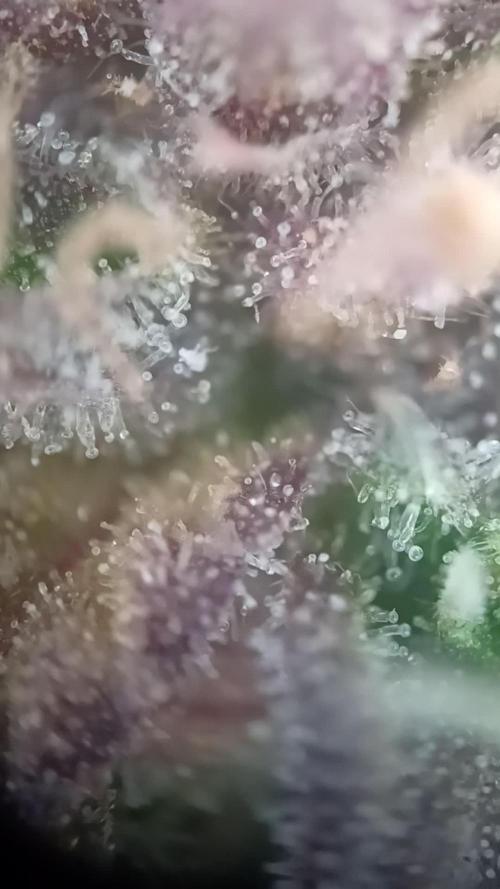 CBD 20:1 Auto x2