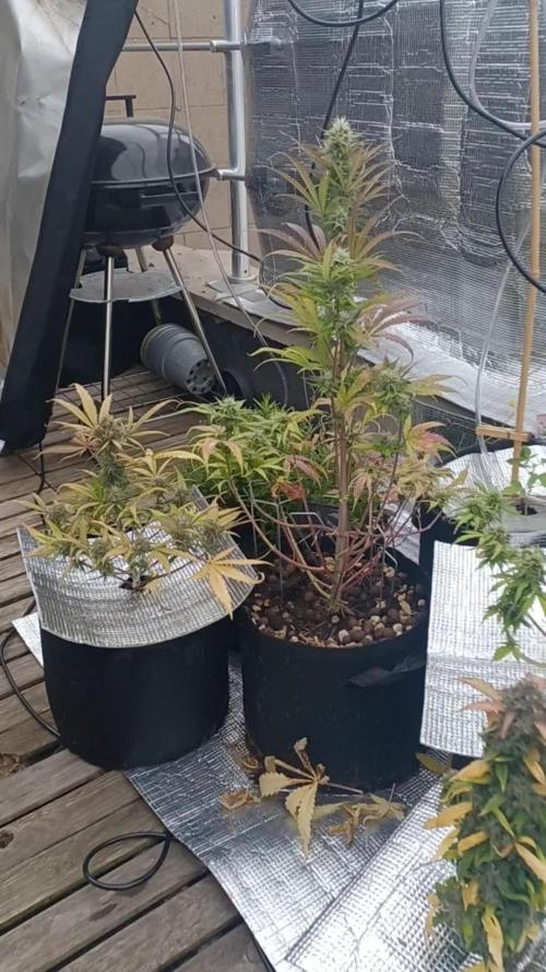 Original Sour Diesel Auto