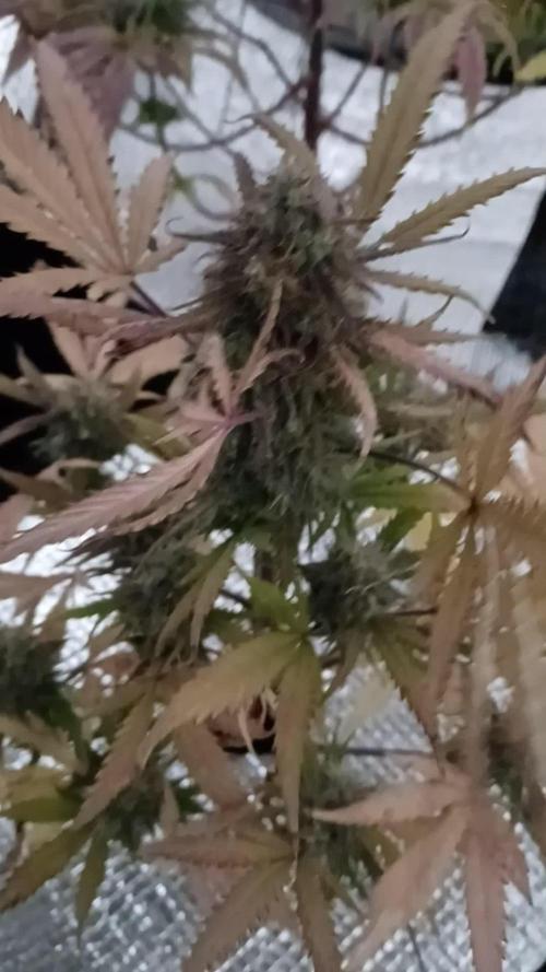 Sour Jealousy Auto
