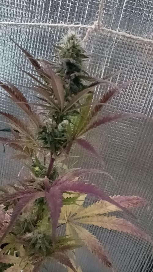 Original Sour Diesel Auto