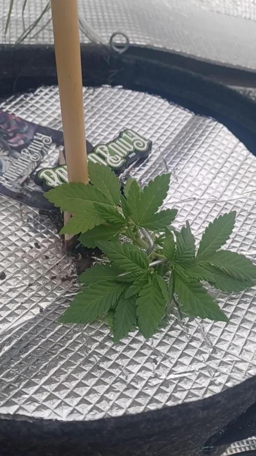 Poison Envy I outdoor