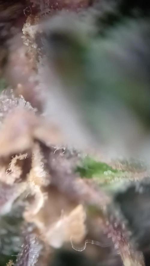 CBD 20:1 Auto x2