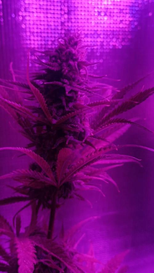 Original Sour Diesel Auto