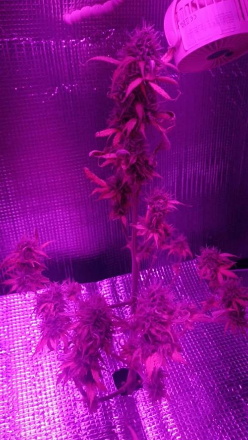 Permanent Marker Auto