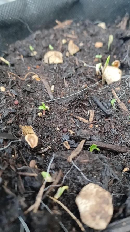 Sour Jealousy Auto x2
