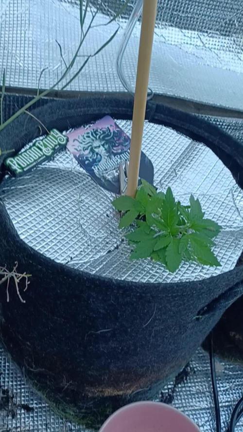 Poison Envy I outdoor