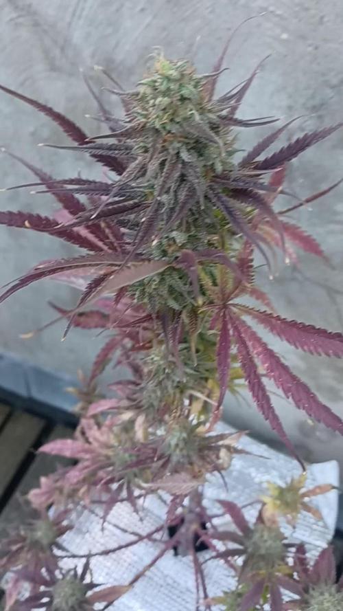 Original Sour Diesel Auto