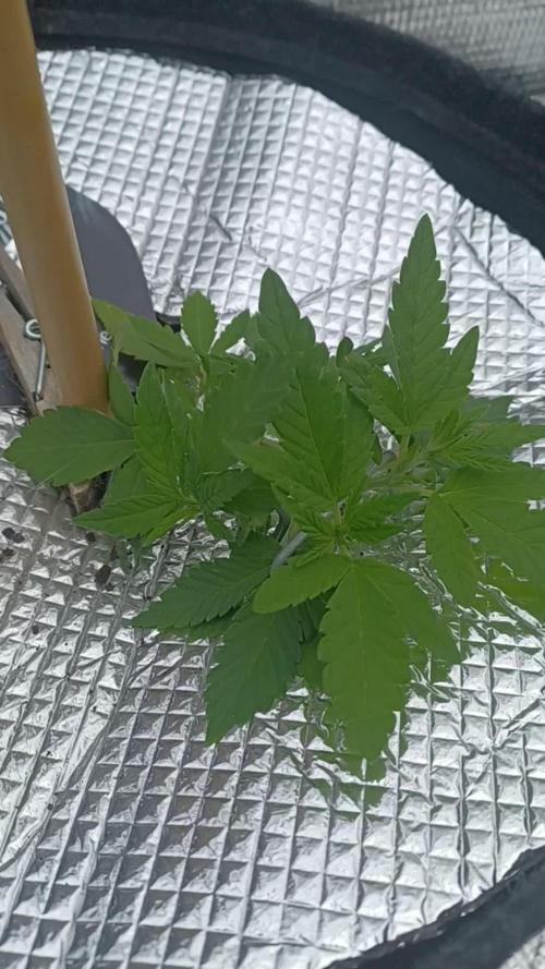 Poison Envy I outdoor