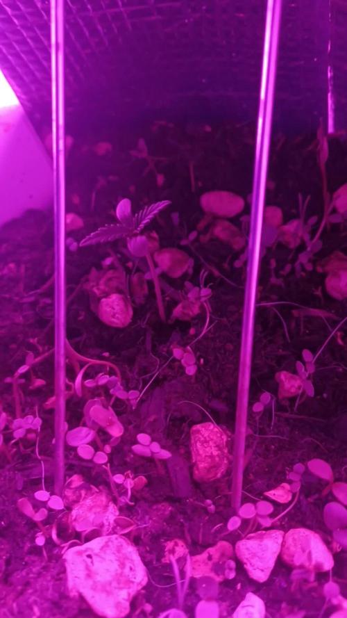 Sour Jealousy Auto x2