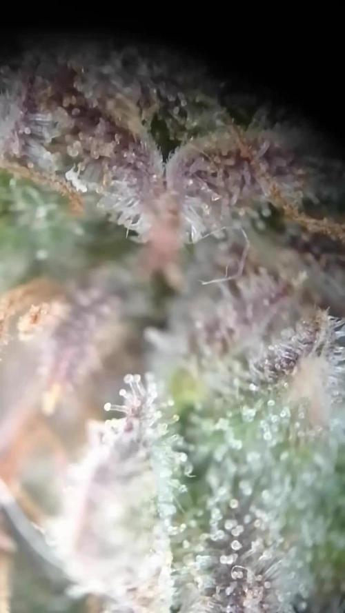 Sour Jealousy Auto I