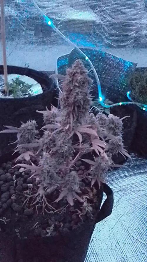 Sour Jealousy I - 14gr
