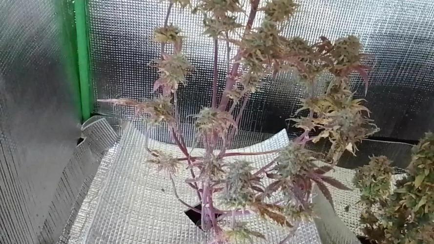 Sour Diesel Auto I