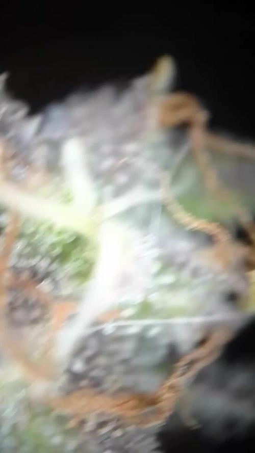 Sour Diesel Auto I