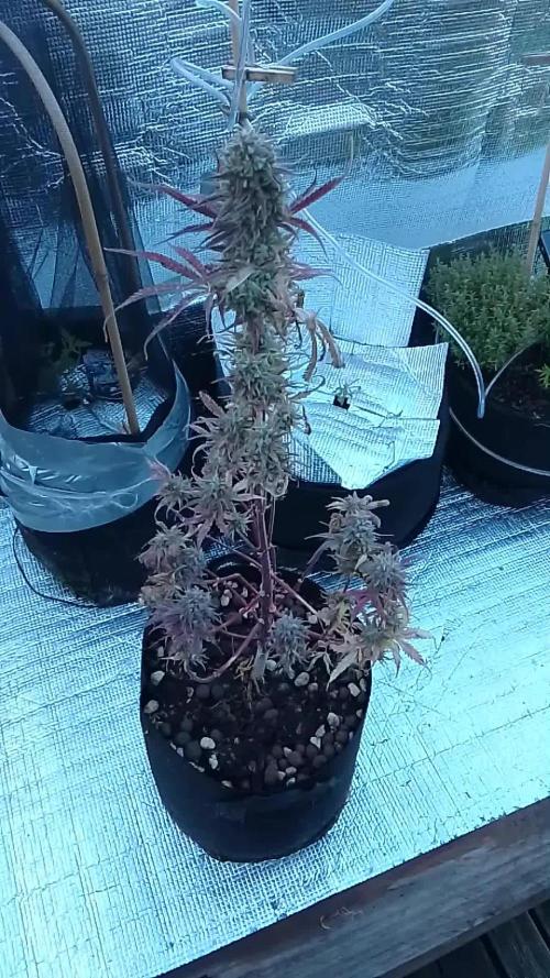 Sour Diesel Auto I