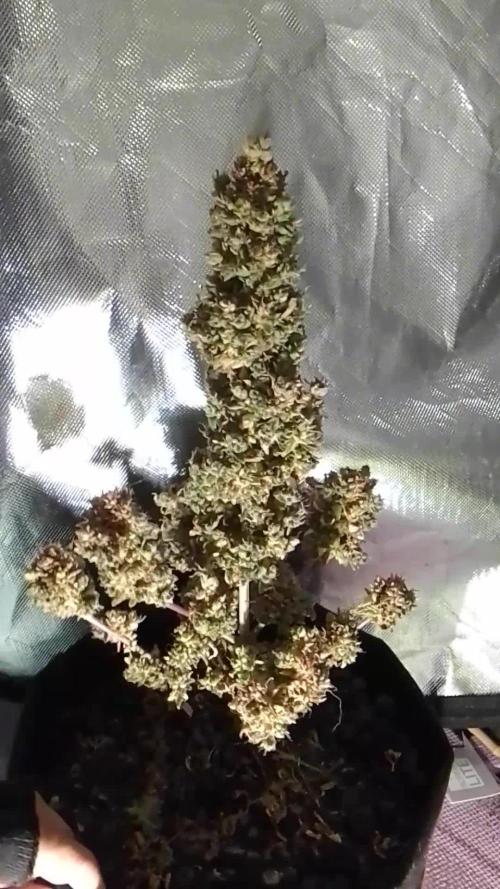CBD 20% 2x20gr