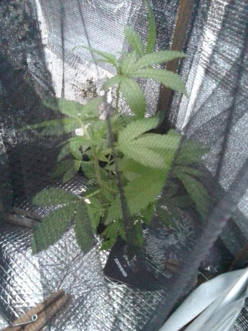 Poison Envy feminized I. Week 12