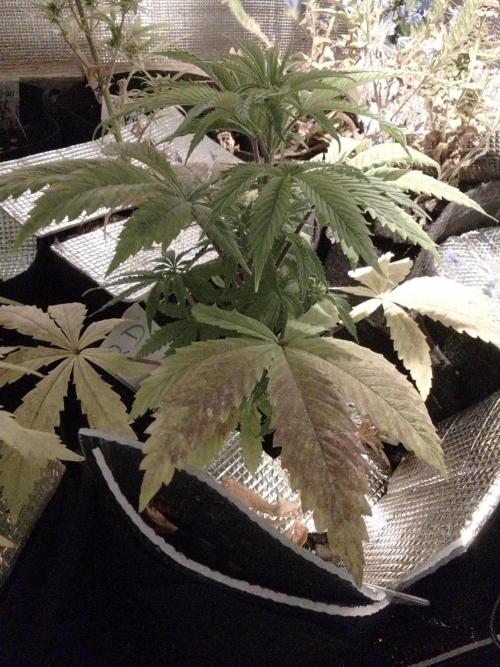 Royal Domina Feminized. Week 6