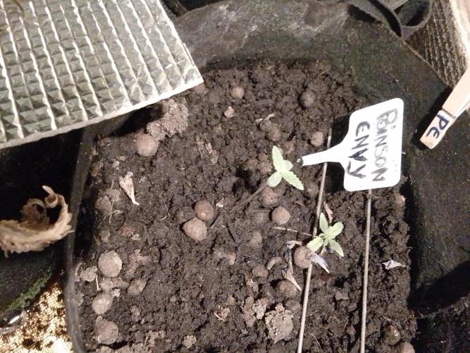 Poison Envy fem III. Week 0