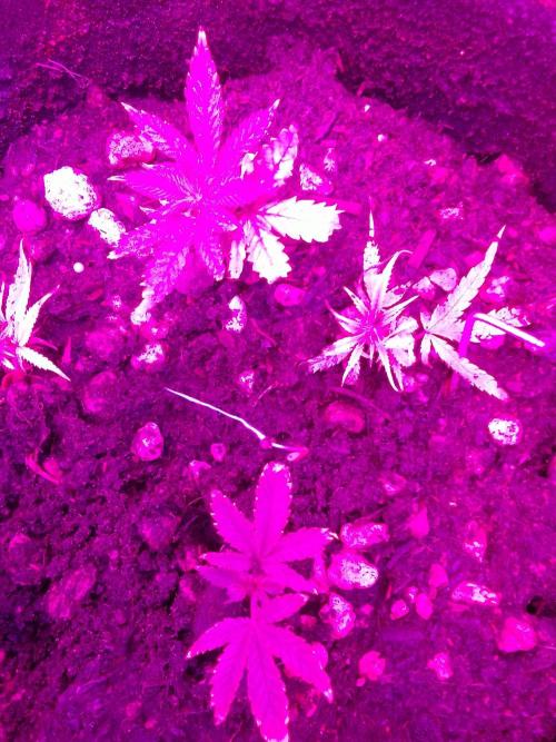 SeeDs in baG of CBD. Week 0