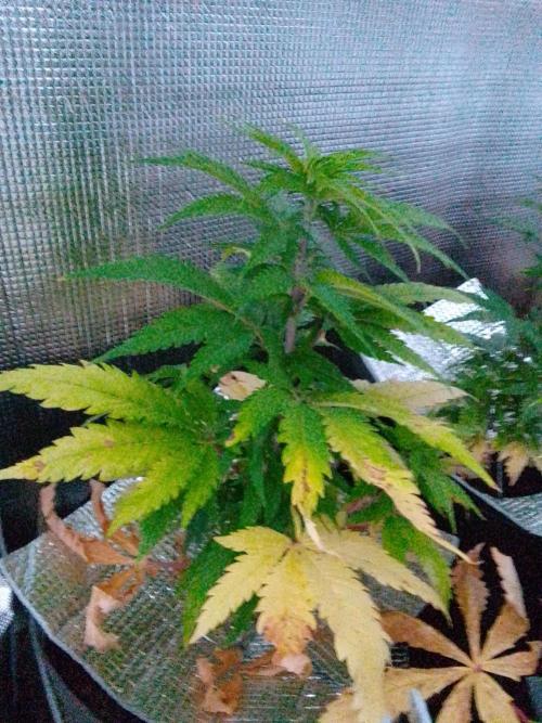 Biscotti Feminized. Week 6