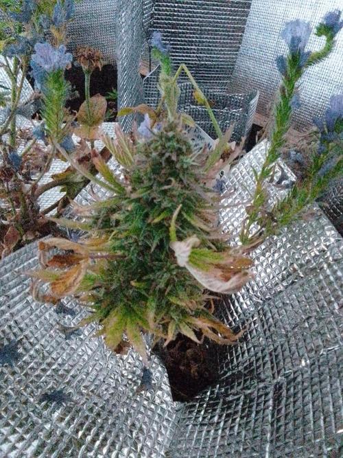 💚 Sour Jealousy Auto II & III. Week 10