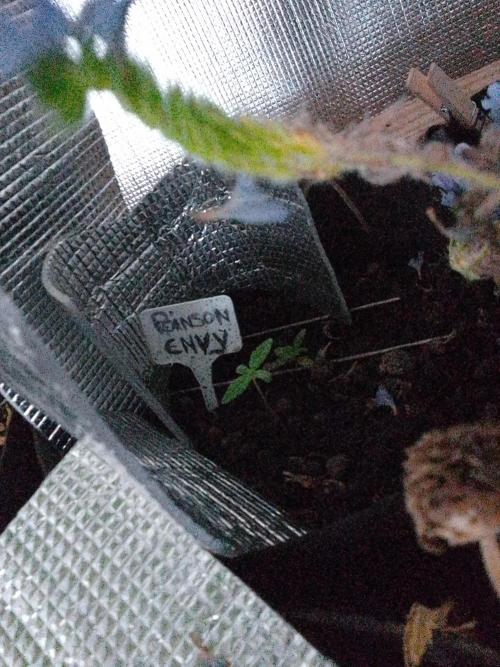 Poison Envy fem III. Week 0