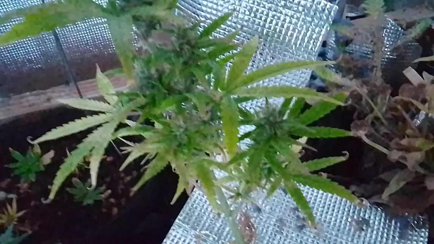 White Widow XXL Auto I