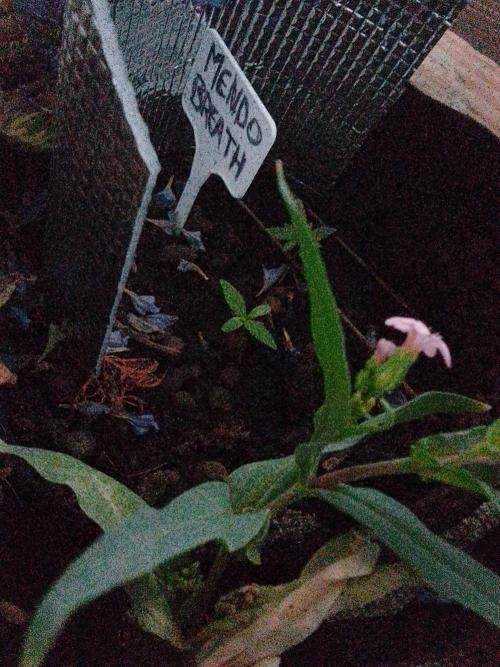 Mendo Breath Feminized 4/20 pcs. Week 0