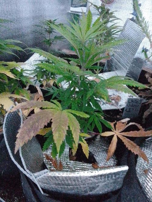 Royal Domina Feminized. Week 6