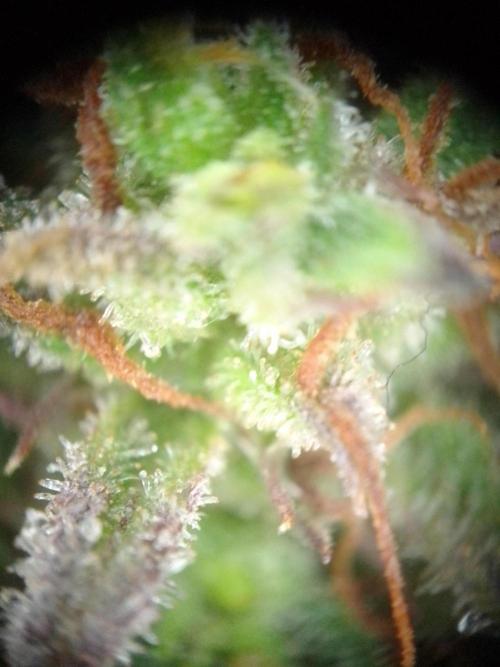 💚 Sour Jealousy Auto II & III. Week 10