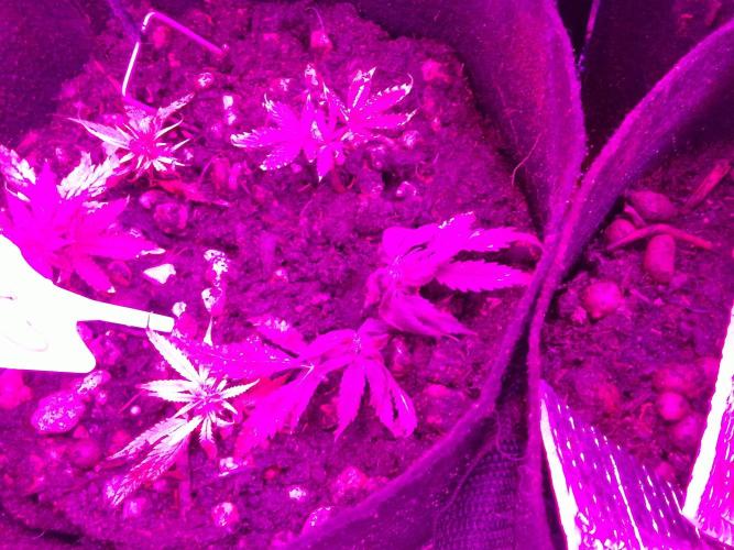 Biscotti Feminized. Week 6