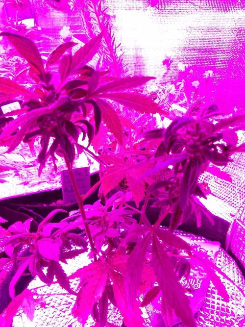 Poison Envy feminized I. Week 15