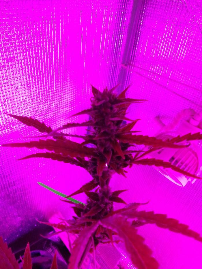 White Widow XXL Auto I. Week 10