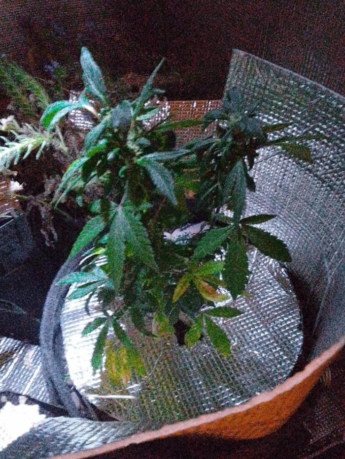 Poison Envy feminized I. Week 16