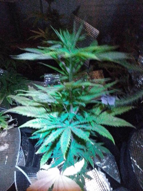 Royal Domina Feminized. Week 7