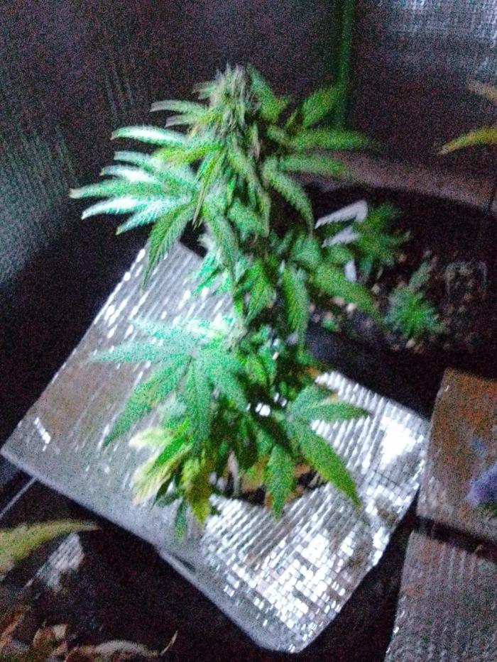 CBD 20:1 Auto III. Week 7